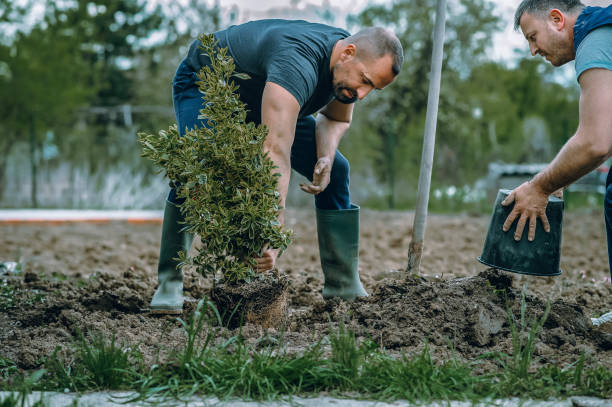 Professional Tree Services in Lumber City, GA